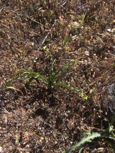 iNaturalist observation photo of wavy-leafed soap plant