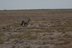 Oryx gazella