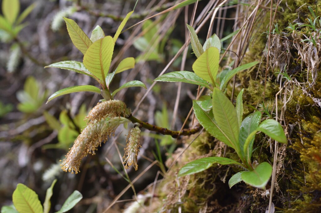 Salix okamotoana