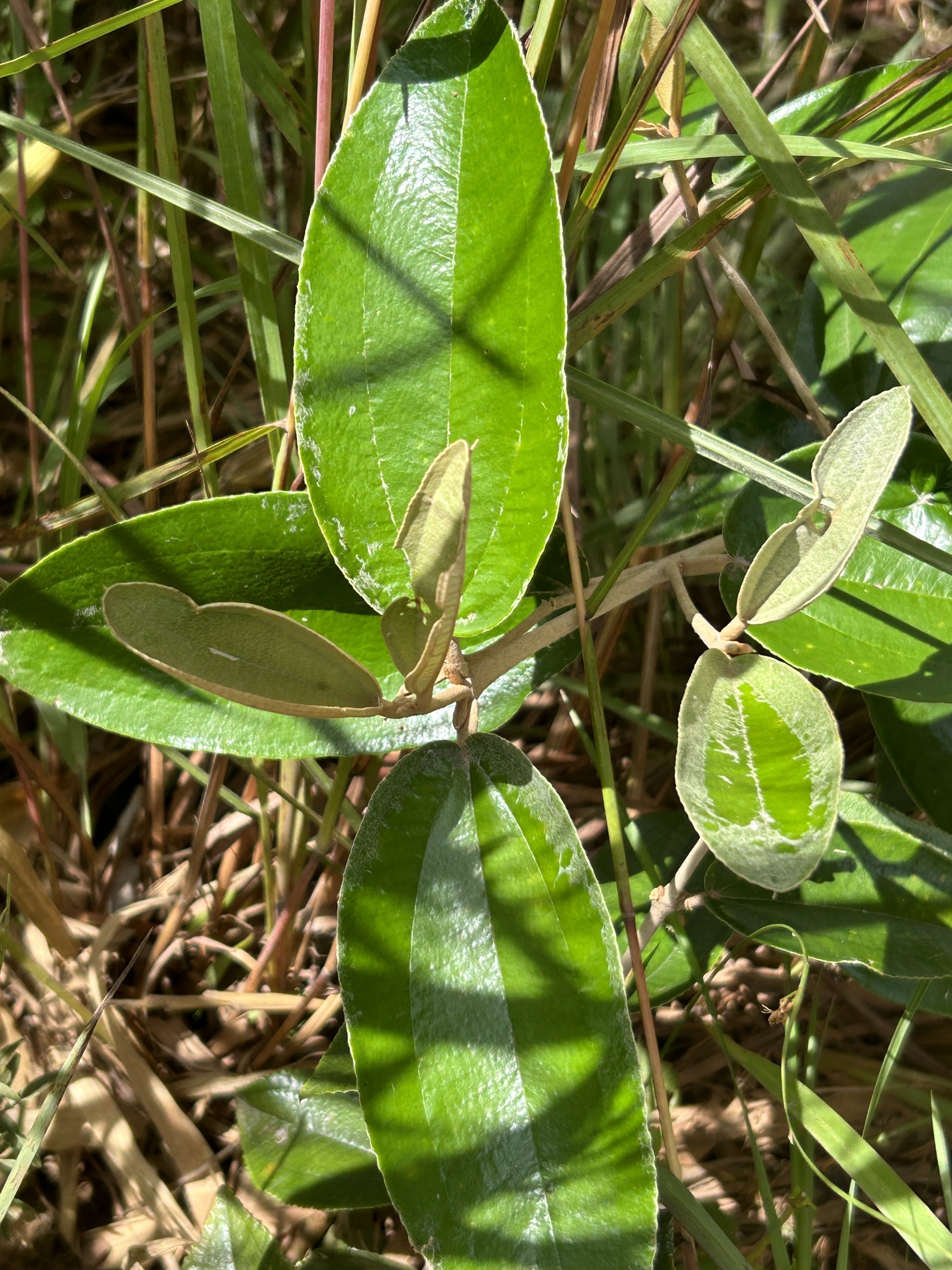 Imagem de Canela de velho