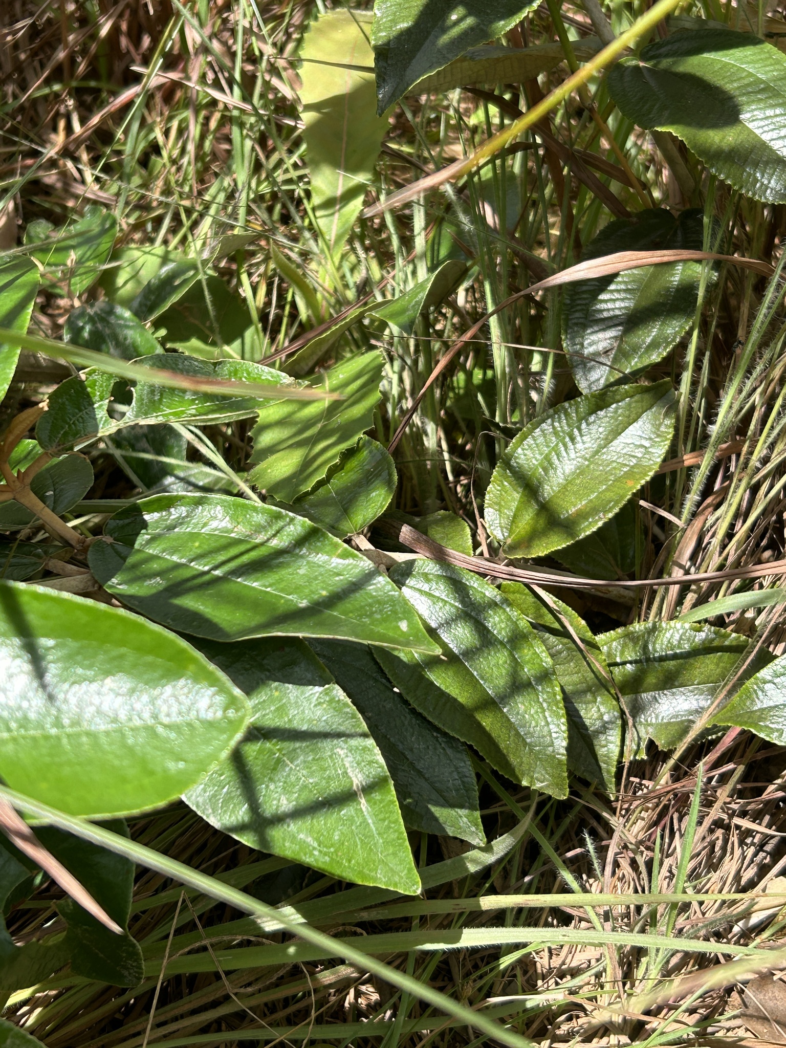 Imagem de Canela de velho