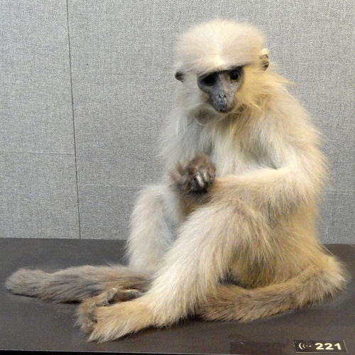 Shortridge's Capped Lutung (Trachypithecus shortridgei) — Endangered Mammalia