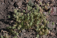 Ceratocephala testiculata