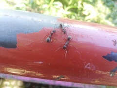 Dolichoderus decollatus