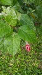 Hibiscus rosa-sinensis