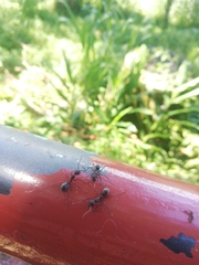 Dolichoderus decollatus