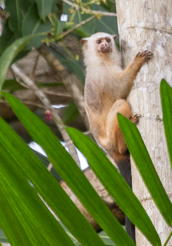 Río Acari Marmoset (Mico acariensis) — Least Concern Mammalia