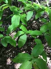 Oxydendrum