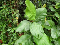 Dillenia suffruticosa