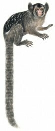 Maués Marmoset