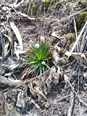 Paepalanthus