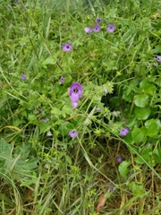 Pholistoma auritum auritum