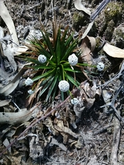 Paepalanthus