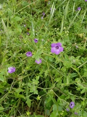Pholistoma auritum auritum