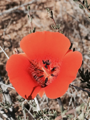 Calochortus kennedyi
