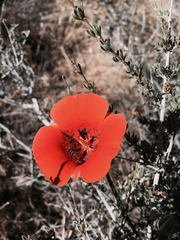Calochortus kennedyi