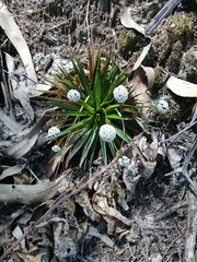 Paepalanthus
