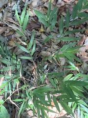 Smallcane