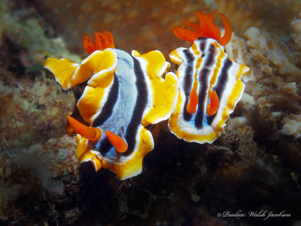 Chromodoris colemani