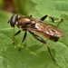 Leafwalkers and Forest Flies - Photo (c) pavouk, some rights reserved (CC BY-NC)