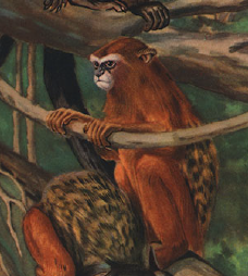 Cruz Lima's Saddle-back Tamarin (Saguinus cruzlimai) — Data Deficient Mammalia