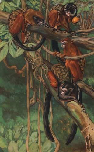 Cruz Lima's Saddle-back Tamarin