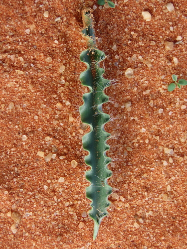 Dipcadi platyphyllum