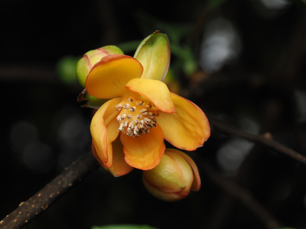 Schisandra arisanensis
