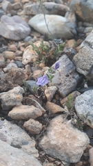 Scutellaria potosina