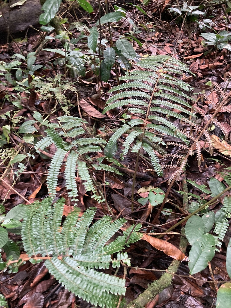 Didymochlaena sect. Spinulosae