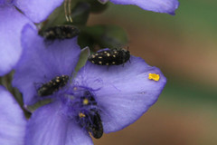Acmaeodera tubulus