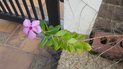 Catharanthus roseus
