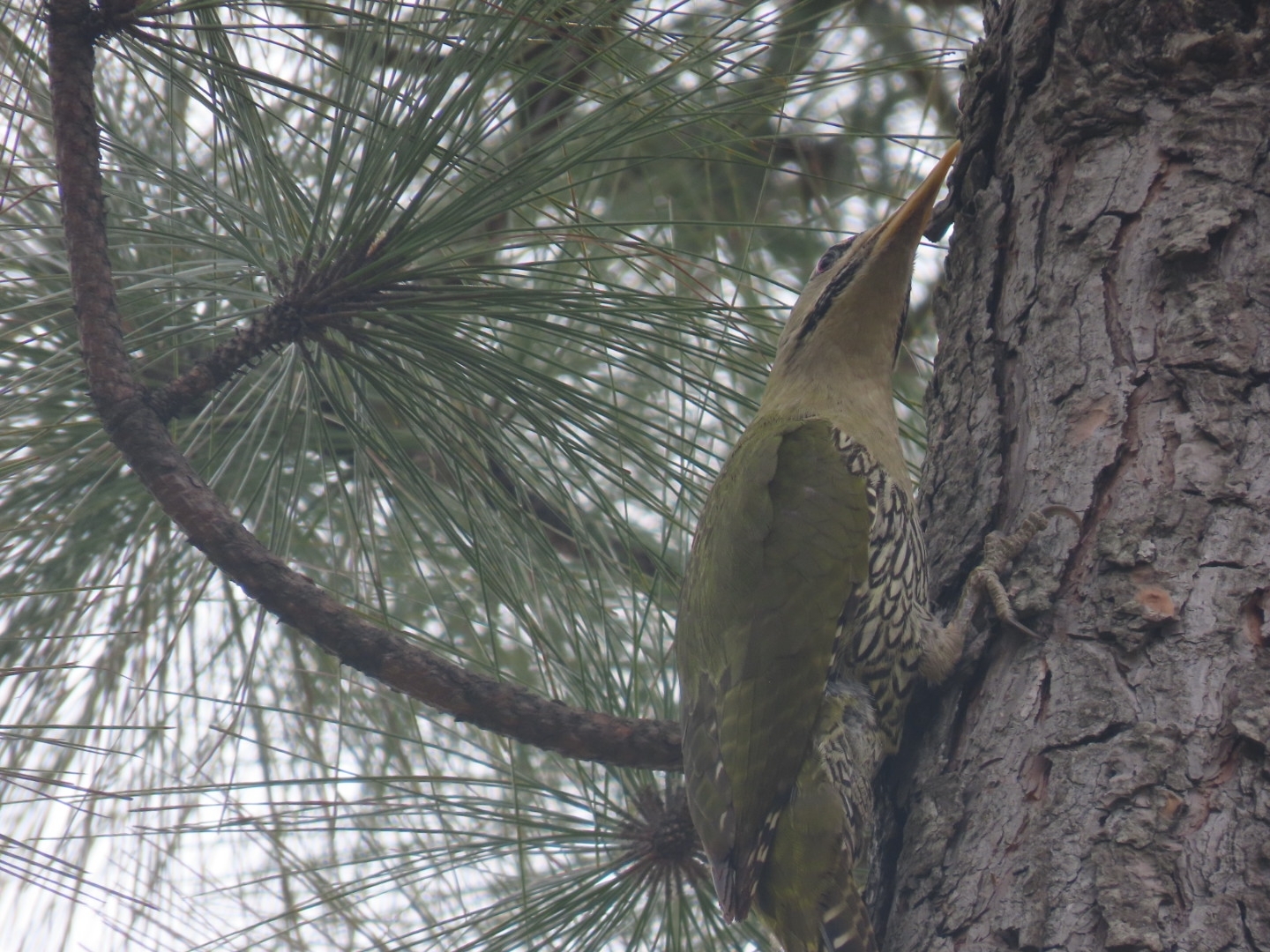 Scaly-bellied Woodpecker (Picus squamatus), photo 8