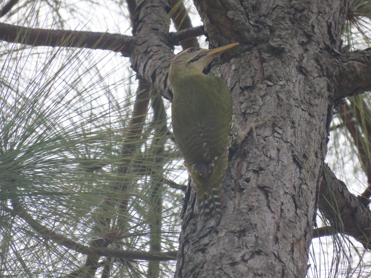 Scaly-bellied Woodpecker (Picus squamatus), photo 9