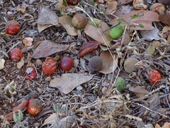 Melicoccus oliviformis