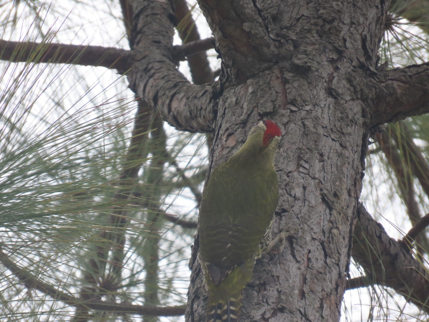 Scaly-bellied Woodpecker (Picus squamatus), photo 10