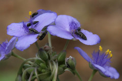 Acmaeodera tubulus