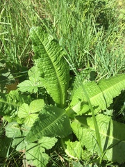 Dipsacus fullonum