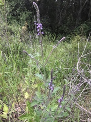 Verbena lasiostachys
