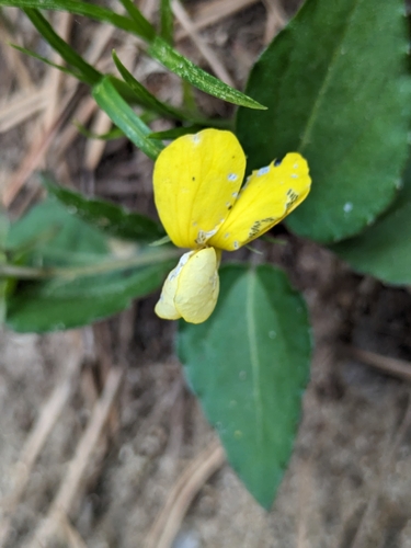 Image of Viola orientalis by (c) engagenosey, some rights reserved (CC BY)