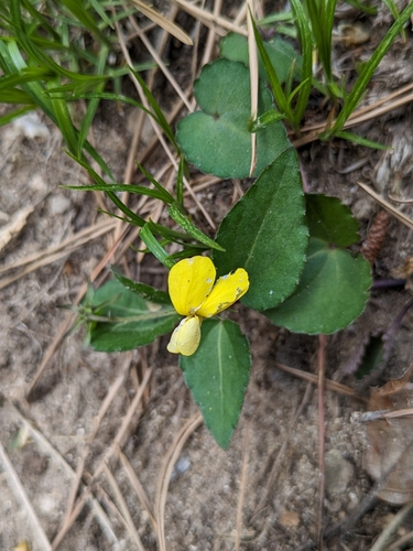Image of Viola orientalis by (c) engagenosey, some rights reserved (CC BY)