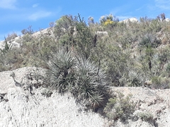Puya meziana