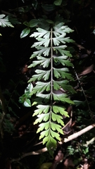 Asplenium praemorsum