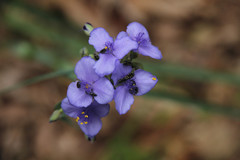 Acmaeodera tubulus