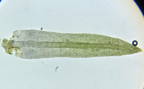 Image of Gymnostomum aeruginosum by (c) Helen Waterman, some rights reserved (CC BY)