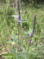 Verbena lasiostachys