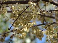 Podopterus mexicanus