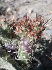 Austrocylindropuntia shaferi
