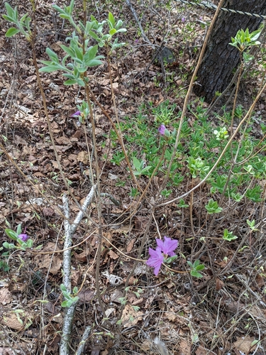 Image of Rhododendron mucronulatum by (c) engagenosey, some rights reserved (CC BY)