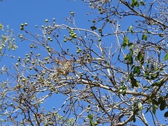 Melicoccus oliviformis